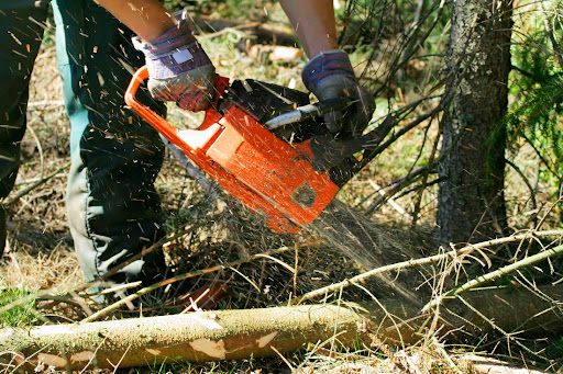 Sydney’s Trusted Tree Lopping Specialists